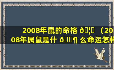 2008年鼠的命格 🦁 （2008年属鼠是什 🐶 么命运怎样）